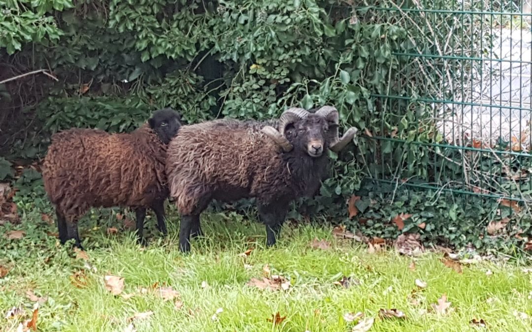 Les moutons sont arrivés