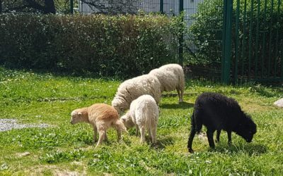 Moutons +3